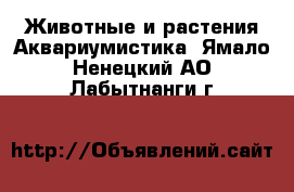 Животные и растения Аквариумистика. Ямало-Ненецкий АО,Лабытнанги г.